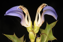 Acanthus ilicifolius